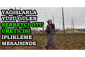 Yağışlarla Yüzü Gülen Şerbetçi Otu Üreticisi İplikleme Mesaisinde