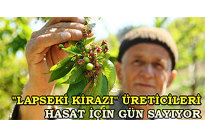 Lapseki Kirazı Üreticileri Hasat İçin Gün Sayıyor
