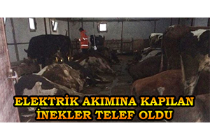 Aksaray da Elektrik Akımına Kapılan 23 Büyükbaş Hayvan Telef Oldu