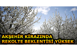 Akşehir Kirazında Rekolte Beklentisi Yüksek