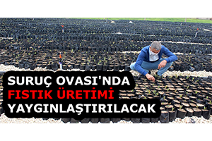 Suruç Ovası nda Fıstık Üretimi Yaygınlaştırılacak