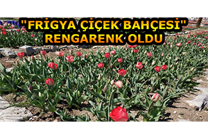Frigya Çiçek Bahçesi Rengarenk Oldu
