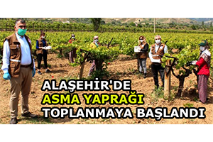 Alaşehir de Asma Yaprağı Toplanmaya Başlandı