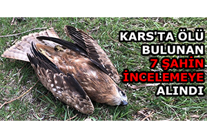 Kars ta Ölü Bulunan 7 Şahin İncelemeye Alındı