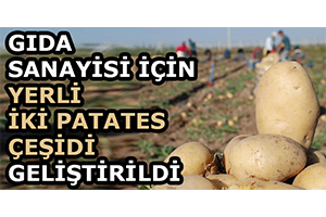 Gıda Sanayisi İçin Yerli İki Patates Çeşidi Geliştirildi