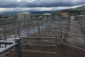 Ardahan da Şap Karantinası