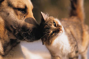 İçişleri Bakanlığından Sokak Hayvanları İçin Genelge