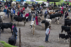 Sivas ta Hayvan Pazarları Kapatıldı