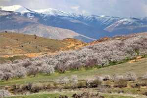 Elazığ da Kayısı Rekoltesinde Artış Bekleniyor