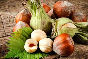 Karadeniz de Fındık Tarımı ve İhracatının Tarihsel Serüveni