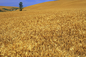 Sivas ta Zeron Buğdayı Üretimi Yaygınlaştırılacak
