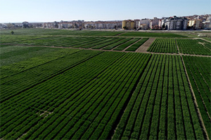 Trakya daki Yağışlar Üreticinin Umutlarını Yeşertti