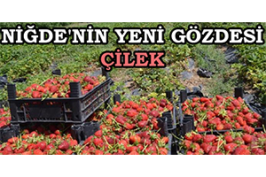 Niğde nin Yeni Gözdesi Çilek