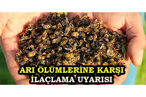 Arı Ölümlerine Karşı İlaçlama Uyarısı
