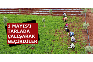 1 Mayıs ı Tarlada Çalışarak Geçirdiler