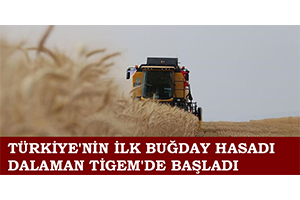 Türkiye nin İlk Buğday Hasadı Dalaman TİGEM de Başladı