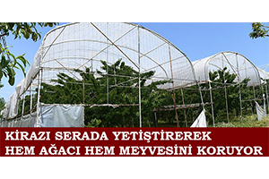 Kirazı Serada Yetiştirerek Hem Ağacı Hem Meyvesini Koruyor