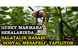 Güney Marmara Seralarında Salatalık Hasadı Sosyal Mesafeli Yapılıyor