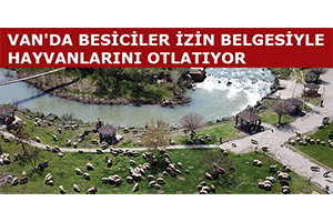 Van da Besiciler İzin Belgesiyle Hayvanlarını Otlatıyor