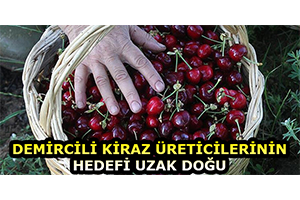 Demircili Kiraz Üreticilerinin Hedefi Uzak Doğu