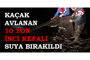 Kaçak Avlanan 10 Ton İnci Kefali Suya Bırakıldı
