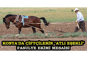 Konya da Çiftçilerin Atlı Eşekli Fasulye Ekimi Mesaisi
