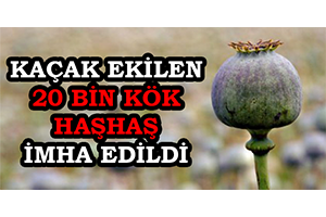 Kaçak Ekilen 20 Bin Kök Haşhaş İmha Edildi