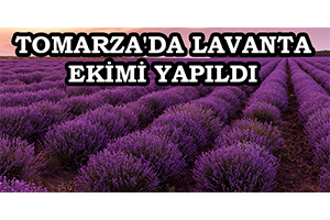 Tomarza da Lavanta Ekimi Yapıldı