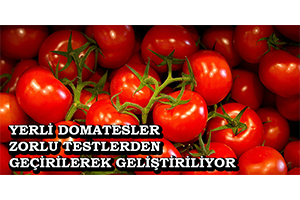 Yerli Domatesler Zorlu Testlerden Geçirilerek Geliştiriliyor