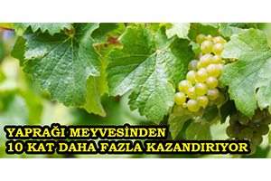 Yaprağı Meyvesinden 10 Kat Daha Fazla Kazandırıyor