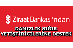 Ziraat Bankası ndan Damızlık Sığır Yetiştiricilerine Destek