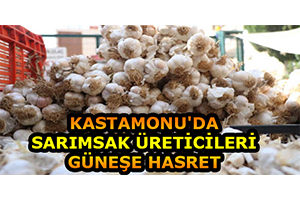Kastamonu da Sarımsak Üreticileri Güneşe Hasret