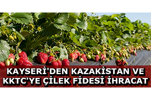 Kayseri den Kazakistan ve KKTC ye Çilek Fidesi İhracat