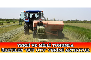 Yerli Ve Milli Tohumla Üretilen Süt Otu Verimi Artırıyor