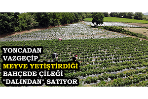 Yoncadan Vazgeçip Meyve Yetiştirdiği Bahçede Çileği Dalından Satıyor