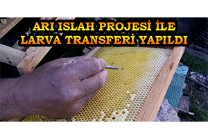 Arı Islah Projesi ile Larva Transferi Yapıldı