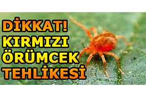 Dikkat Kırmızı Örümcek Tehlikesi