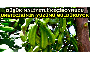 Düşük Maliyetli Keçiboynuzu, Üreticisinin Yüzünü Güldürüyor