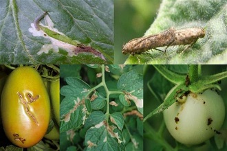 Domates Güvesine Dikkat