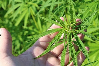 Adım Adım Kenevir Ve Türevleri Raporu