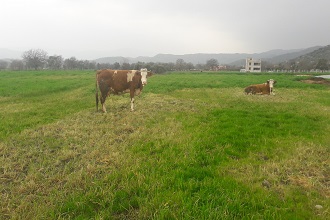 Ula ya 460 Dönüm Mera Kurulacak