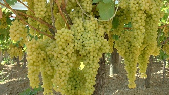 Koçarlı da Üzüm Hasadına Başlandı