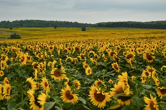Trakya Birlik Ayçiçeği Fiyatını Açıkladı
