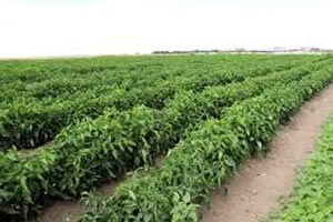 İÇ ANADOLU NUN ÇUKUROVASI