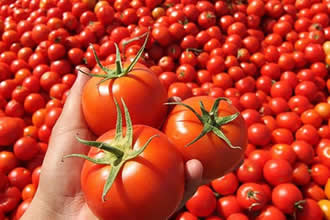 Kurutmalık Domates Malatya da İstihdam Sağladı