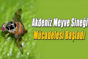 AKDENİZ MEYVE SİNEĞİ MÜCADELESİ BAŞLADI