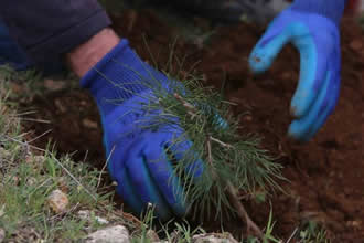 Denetimli Fidan Dikimi