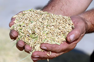 TMO ÇELTİK ALIM FİYATLARINI AÇIKLADI