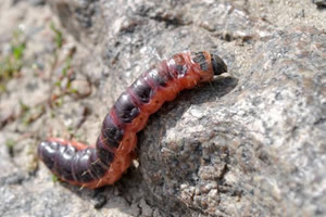 Enginar Kurdu Zararlısı Mücadele Yöntemleri