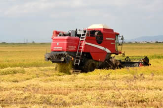Irak Sınırında Çeltik Hasadına Başlandı